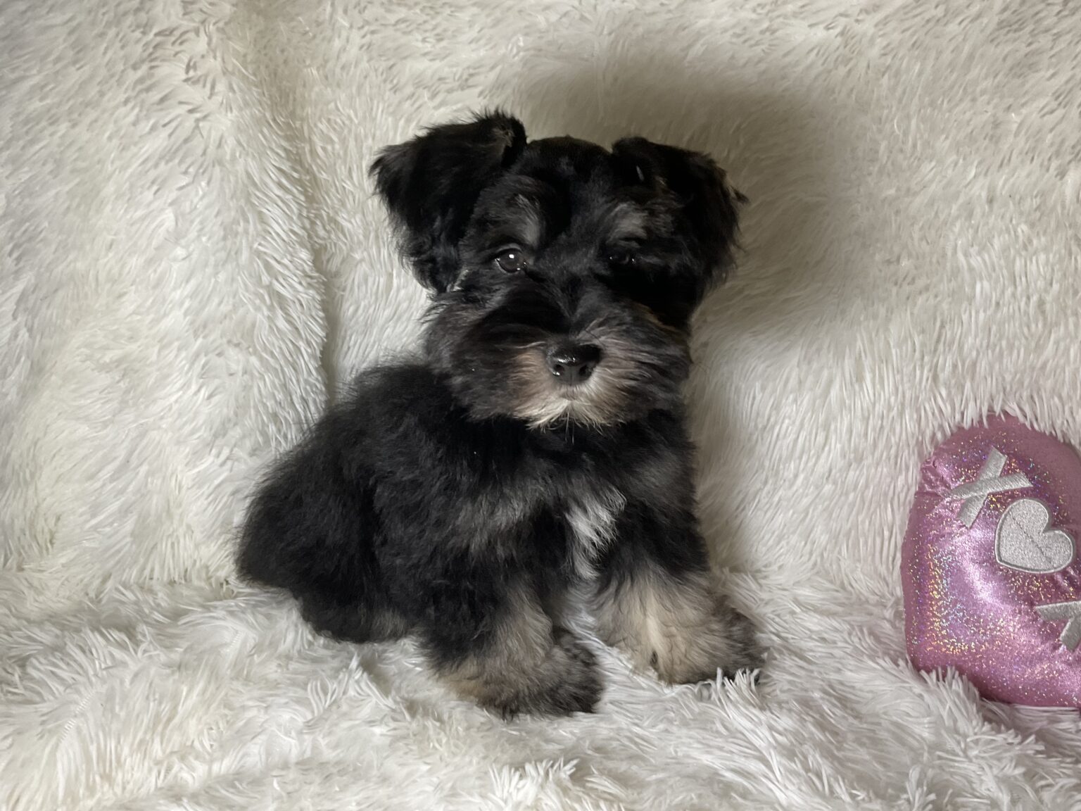 Southern Sky Miniature Schnauzers – Miniature Schnauzer Breeder